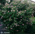 Hibiscus syriacus